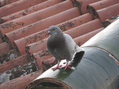 Columba livia domestica