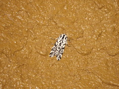 Hypercompe permaculata