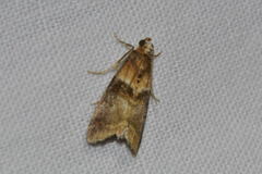 Acrobasis repandana