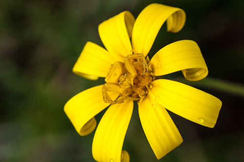 Stinky Boneseed (Osteospermum rigidum)