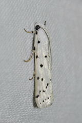 Myelois circumvoluta