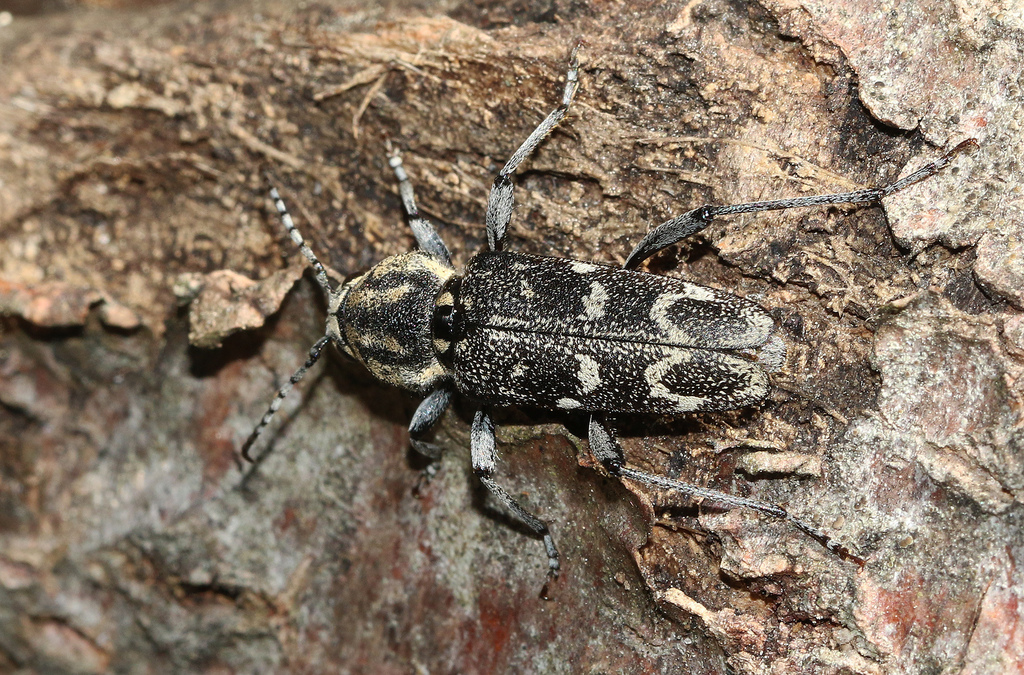 Aspen Zebra Beetle from Nalavibergs ekäng. Hallsberg, Sverige on June ...