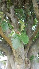 Scandosorbus intermedia