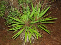 Yucca gigantea