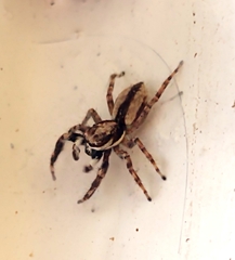 Menemerus bivittatus