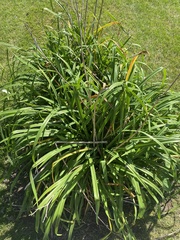 Ophiomyia kwansonis