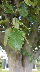 Scandosorbus intermedia