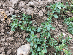 Amaranthus blitoides