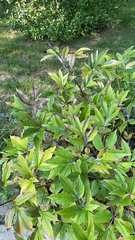 Paeonia officinalis
