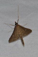 Dolicharthria punctalis