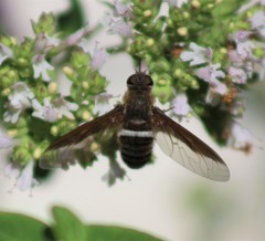 Exoprosopa rostrifera