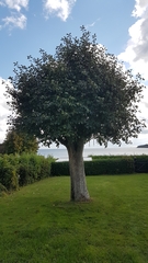 Scandosorbus intermedia