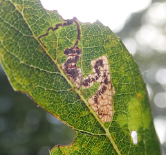 Stigmella salicis