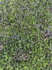 Plagiomnium cuspidatum