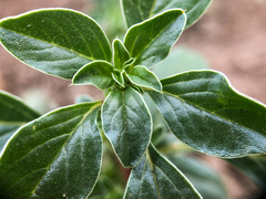 Amaranthus blitoides