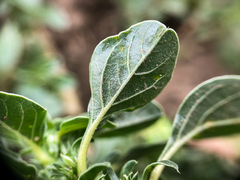 Amaranthus blitoides