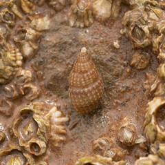 Ilyanassa trivittata