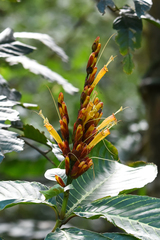 Sanchezia parvibracteata