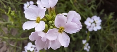 Cakile maritima
