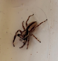 Menemerus bivittatus