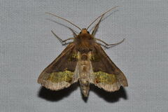 Diachrysia chrysitis
