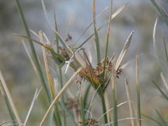 Cyperus sexangularis