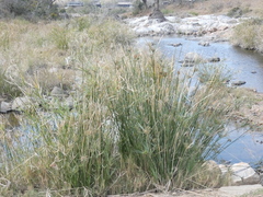 Cyperus sexangularis