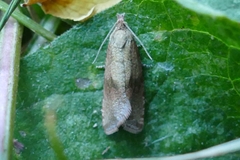 Celypha striana