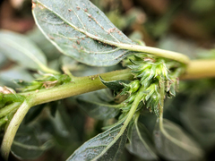 Amaranthus blitoides