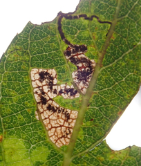 Stigmella salicis