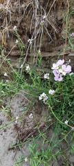Cakile maritima
