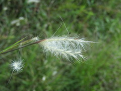 Andropogon ternarius