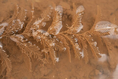 Hydrallmania falcata