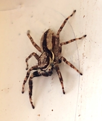 Menemerus bivittatus