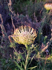 Leucospermum lineare