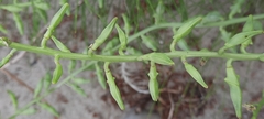 Cakile maritima
