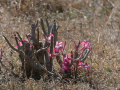Adenium multiflorum