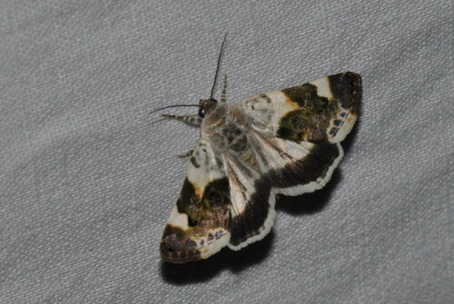 Representative image of Acontia lucida