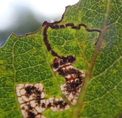Stigmella salicis