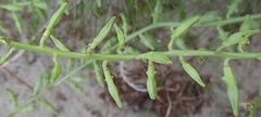 Cakile maritima