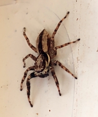 Menemerus bivittatus