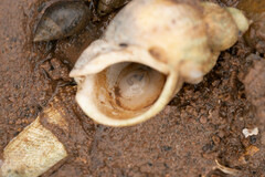 Crepidula plana