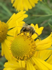 Melissodes trinodis