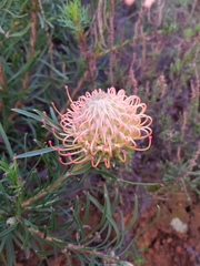 Leucospermum lineare