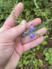 Salvia azurea