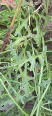 Cakile maritima