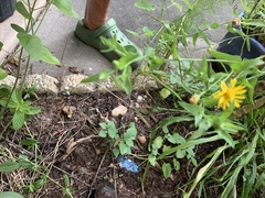 Heterotheca subaxillaris