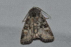 Brachylomia viminalis