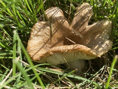 Russula amoenolens