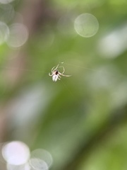 Argyrodes